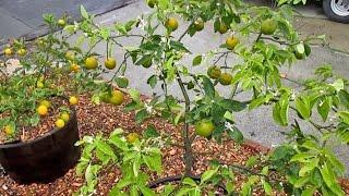 Best Fruit Trees to Grow in Containers & Why?