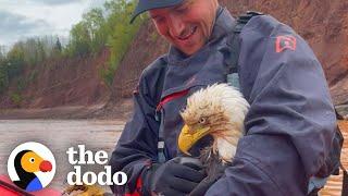 Guy Saves Bald Eagle From Drowning In River  The Dodo Faith = Restored