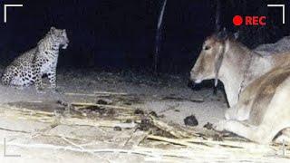 Леопард приходил к корове каждую ночь. Фермер установил камеру и узнал невероятную правду
