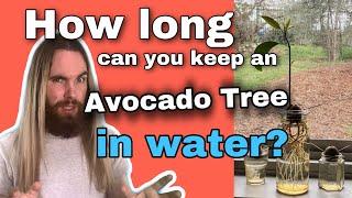 How Long Can You Keep an Avocado Tree in Water?