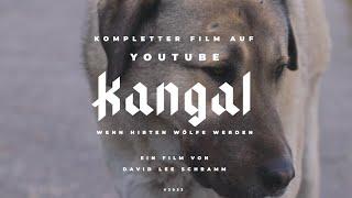 Kangal Wenn Hirten Wölfe werden