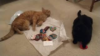 Catnip Toys Arrive