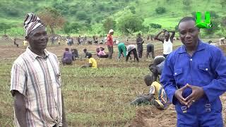 AYEKOO UP CLOSE WITH AN ONION FARMER AT AGOGO