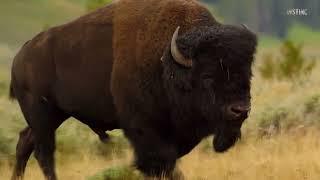 The Unpredictable Bison is in Action The Bear attacked the Bison thats what happened next