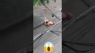 Tragis..digigit anjing.yg ngga kuat jgn nonton