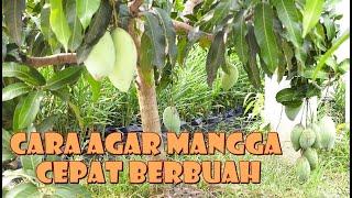 CARA AGAR POHON MANGGA CEPAT BERBUAH