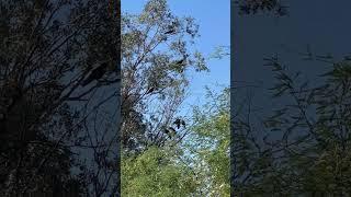 7 CROWS OMENS ON OMENS ON OMENS #fyp #trending #divinefeminineenergy