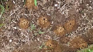 Ground Nesting Bees