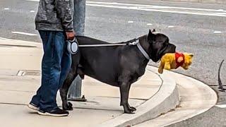 Wenn du einen Hund zum Schutz brauchst aber einen Komiker bekommst