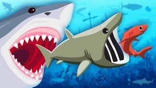 Lets Learn About Sharks  Shark Song For Kids  KLT