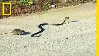 Watch Mother Rat Saves Baby from Snake  National Geographic