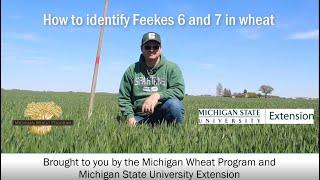 How to stage wheat growth stage Feekes 6 and 7 Zadoks 31 and 32