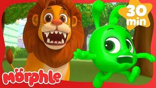 Catch the Giant Lion in Action  Morphle TV #shorts  Fun Kids Cartoon