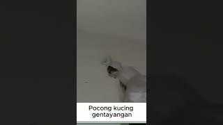 #kucing #catlover #kucinglucu #videolucu #imut #cat