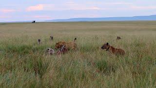 A hyena clan takes on a young male lion and loses