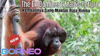 The Ex Dominant Males Return Kembalinya Mantan Raja @orangutanhouseboattour6258
