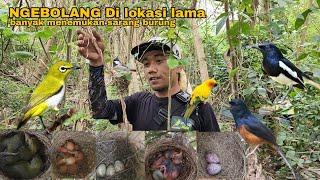 Ngebolang Di lokasi lama menemukan banyak sarang burung...