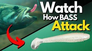 SEE How Bass ATTACK Our Lures - Watch Underwater Footage for Key Differences