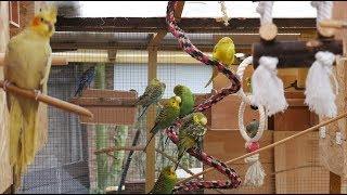 Over 3 Hours of Budgies and Cockatiels Talking Singing and Playing in their Aviary