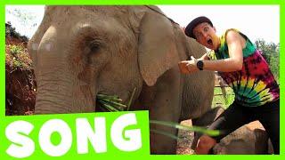 Elephant Dance Song  Maple Leaf Learning