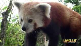 Red Panda Makes His Debut at Longleat