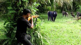 BERBURU HAMA DI MUSIM BUAH DURIAN SAAT PULUHAN BERUK HUTAN BUAT WARGA KEWALAHAN