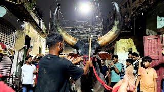 Biggest kankrej unloading in Tantibagan 2024 #kankarejunloading #angrybull #trending #petsdeewangi