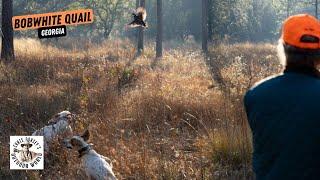 Perfect Hunt for Bobwhite Quail in Georgia