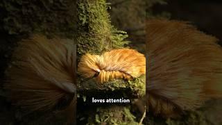 Why this venomous caterpillar looks like Donald Trump’s hair