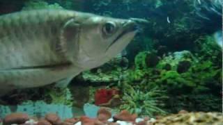 Jardini  australian arowana show out in HD quality