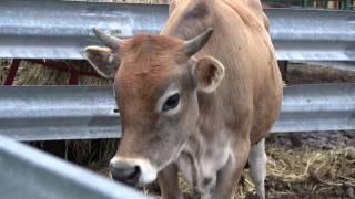 Raising Cows - The Basics Fencing Weight Goal Vaccinations and more