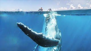 Top 10 Largest Fish Alive on Planet Earth