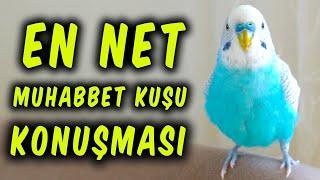 KESİN KONUŞTURACAK YÖNTEM  EN NET MUHABBET KUŞU KONUŞMASI  DİNLETİN KONUŞSUN