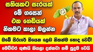 සතියකට සැරයක්  මේ ගසෙන් එක ගෙඩියක් කාලා බලන්න  ඔබේ සිරුරේ තියෙන ලෙඩ නිකන්ම හොද වෙන බව ඔබටම දැනේවි