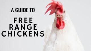 Start your Free range Chicken farm easily