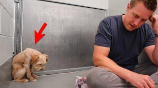 Scared Dog Completely Shut Down Until This Happens...   Adoption Updates