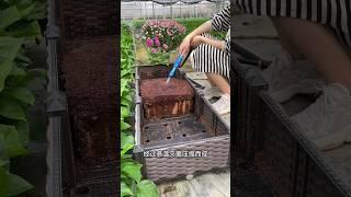 how to cocopeat uses in gardening #satisfying #viral #feedshorts