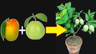 How To Graft A Mango Tree On A Guava Tree