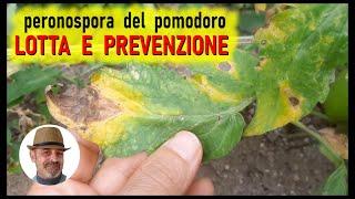 PERONOSPORA DEL POMODORO fate come vi dico per salvare il raccolto