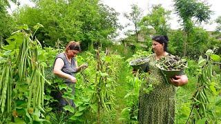 Harvesting Fresh Beans from the Garden and Making Delicious Lunch