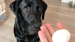 Labrador Vs. The Egg Challenge