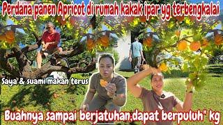 PERDANA PANEN APRICOT DI RUMAH KAKAK IPAR YG TERBENGKALAI DI SWITZERLAND‼️Buahnya sampai berjatuhan