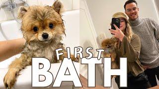 Bathing My Pomeranian Puppy for The First Time  PUPPY VLOG