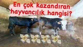 Hayvancılıktan nasıl para kazanılır  En karlı hayvancılık türü hangisi  Buzağı alıp satmak