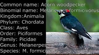 Scientific name of Acorn woodpecker Scientific classification of Acorn woodpecker.