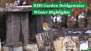 Winter Horticultural Highlights Cornus Snowdrops Daffodils  The RHS