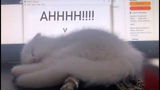 If My Cat Wakes Up the Video Ends YLYL