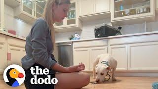 Rescue Dog Flinched When Mom Tried To Pet Her Until...  The Dodo