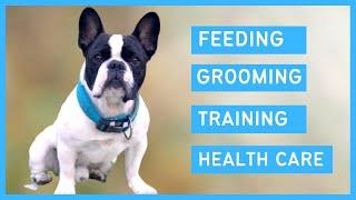 French bulldog 101 - Feeding Grooming Training Exercise & Health care