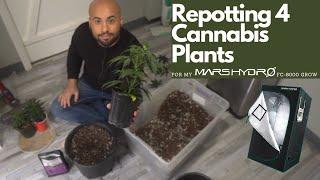 Repotting 4 Cannabis Plants for my Mars Hydro FC-8000 Grow